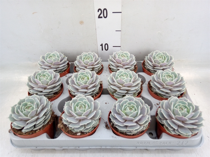 <h4>Echeveria   ...</h4>