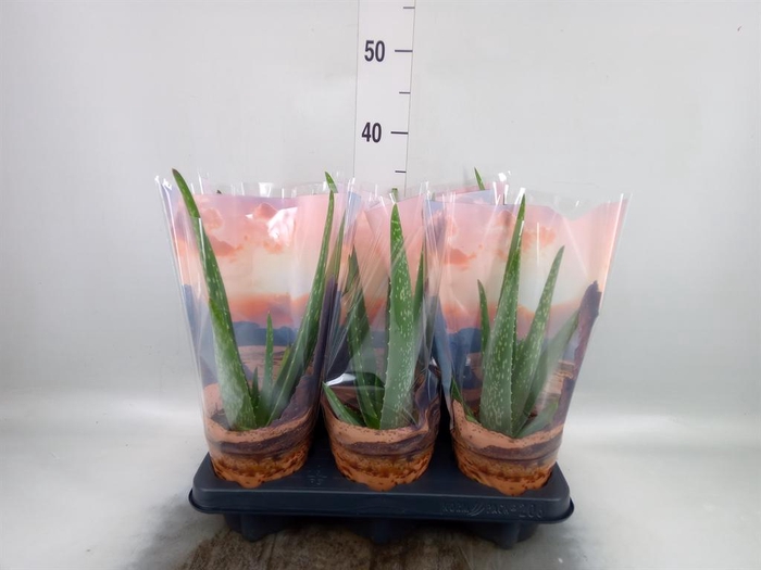 <h4>Aloe vera</h4>
