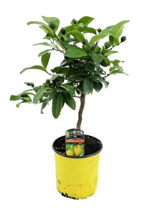 <h4>Citrus lemon</h4>