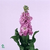 Matth Centum Pink