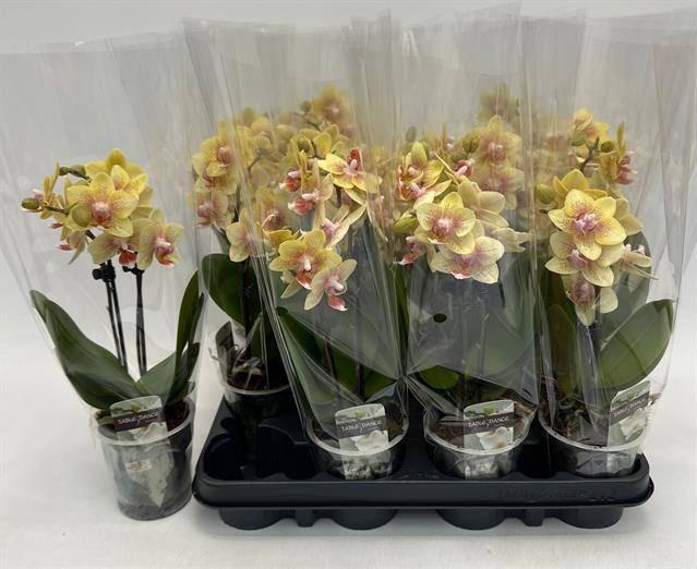 <h4>PHAL OV GEEL</h4>