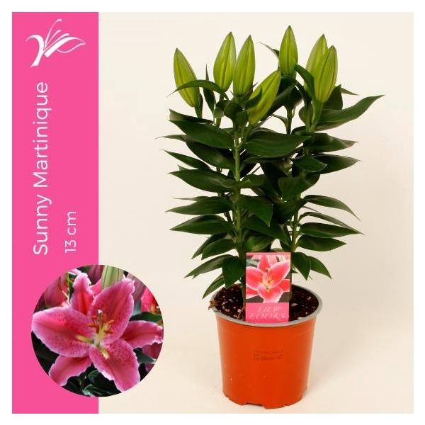 <h4>Lilium Sunny Martinique 13 cm (or. lelie)</h4>