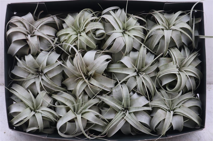 <h4>Tillandsia Xerographica X12</h4>