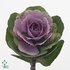 Brassica crane pink