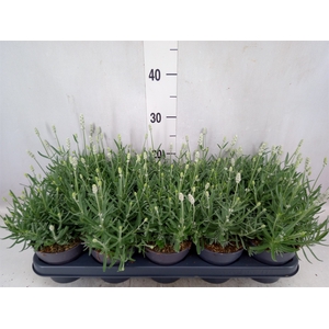 Lavandula angus. 'Vienco White'