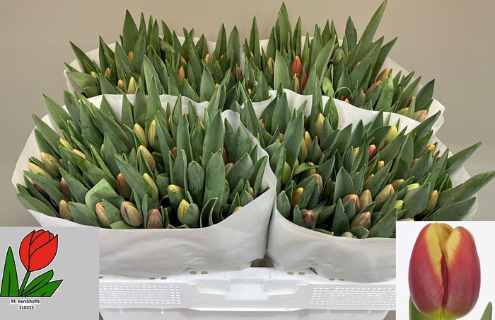 <h4>TU EN REPLAY</h4>