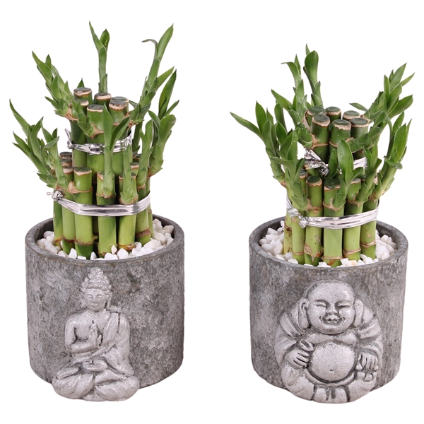 <h4>Lucky Bamboo Round 2Big in ø11cm Concrete Silver Buddha</h4>