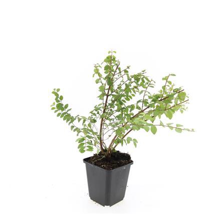 <h4>Symphoricarpos ch. 'Hancock'</h4>