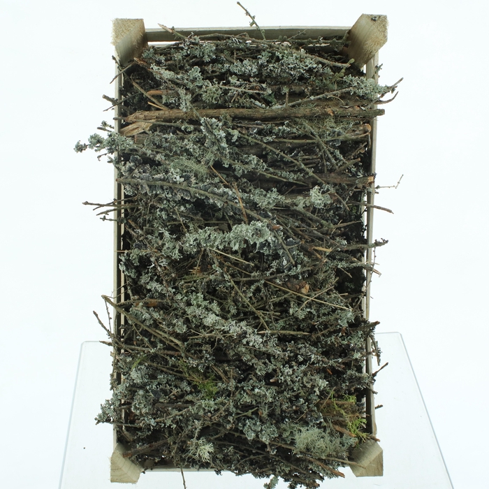 <h4>LARIX DOOS</h4>