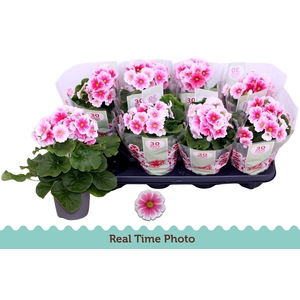 PRIM OB TM RED WHITE