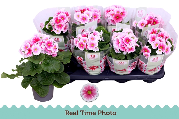 <h4>PRIM OB TM RED WHITE</h4>