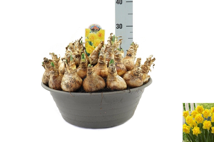 <h4>Narcissus Sherborne</h4>