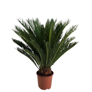 Cycas revoluta