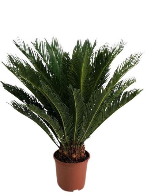 <h4>Cycas revoluta</h4>