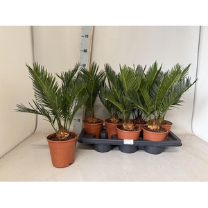 CYCAS REVOLUTA
