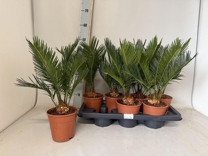 <h4>CYCAS REVOLUTA</h4>