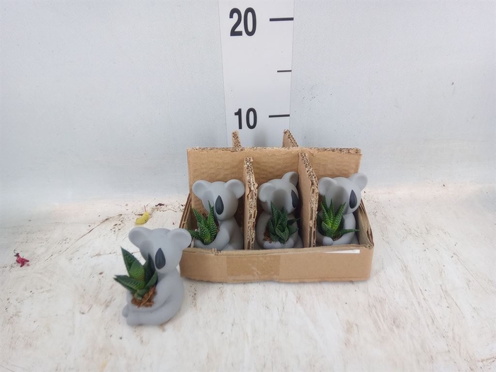 <h4>Arr.  Succulents L%</h4>
