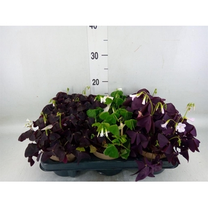 Oxalis   ...