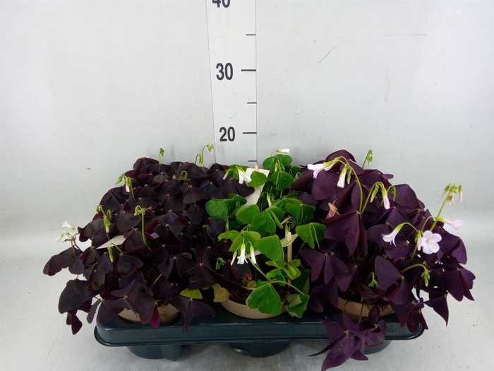 <h4>Oxalis ...</h4>