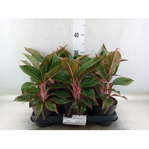 Aglaonema  'Jungle Red'