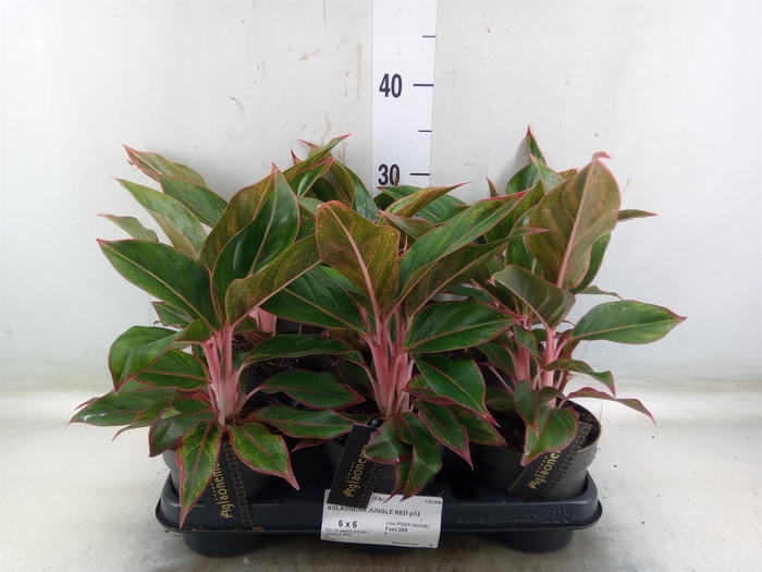 <h4>Aglaonema  'Jungle Red'</h4>