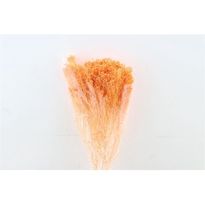 Dried Brooms Salmon Bunch