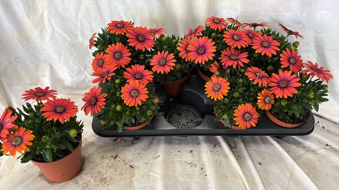 <h4>OSTEO FP ORANGE</h4>