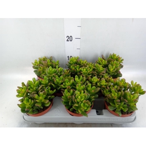 Crassula ovata 'Gandalf'