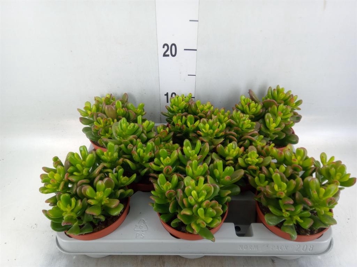 <h4>Crassula ovata 'Gandalf'</h4>