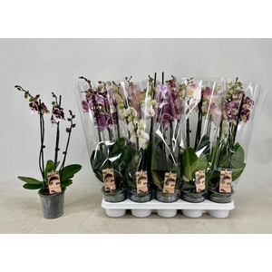PHAL GEM