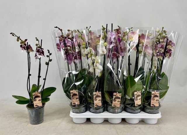 <h4>PHAL GEM</h4>
