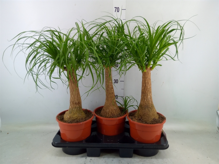 <h4>Beaucarnea recurvata</h4>