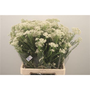 Ozoth Cook Tall White Per Bunch