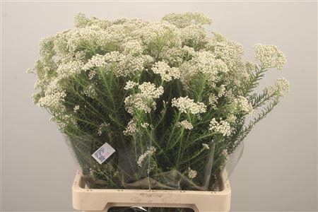 <h4>Ozoth Cook Tall White Per Bunch</h4>