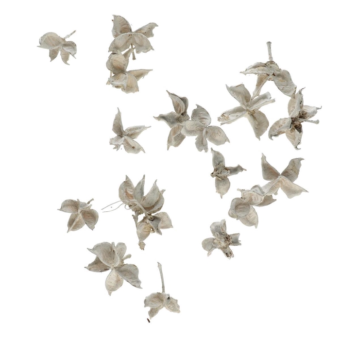 <h4>Droogdeco Cotton pods 150g</h4>