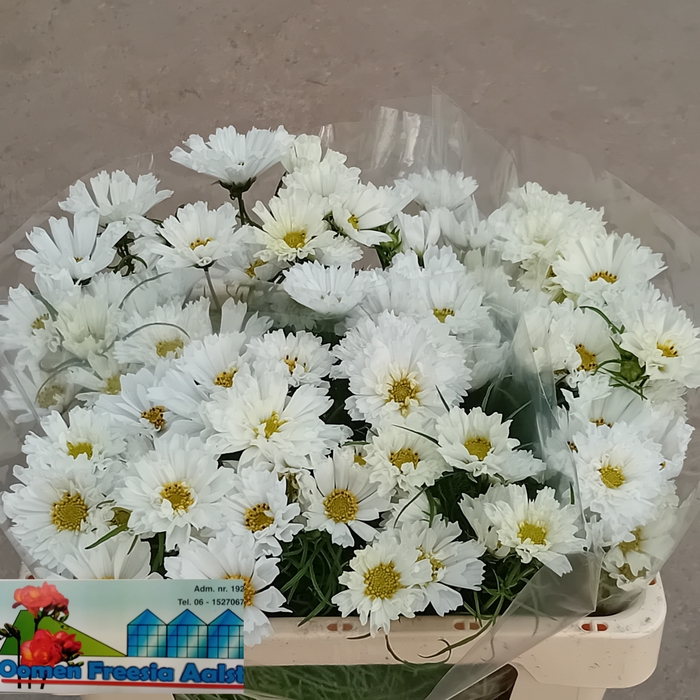<h4>COSMOS BIPINNATUS</h4>
