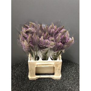 Ptilotus Exaltatus Cm 40