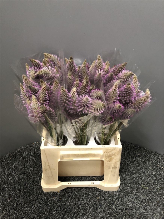 <h4>Ptilotus Exaltatus Cm 40</h4>