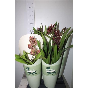 Cymbidium Gem 1 Branche