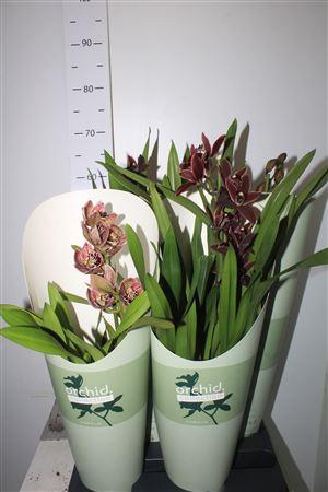 <h4>Cymbidium Gem 1 Branche</h4>