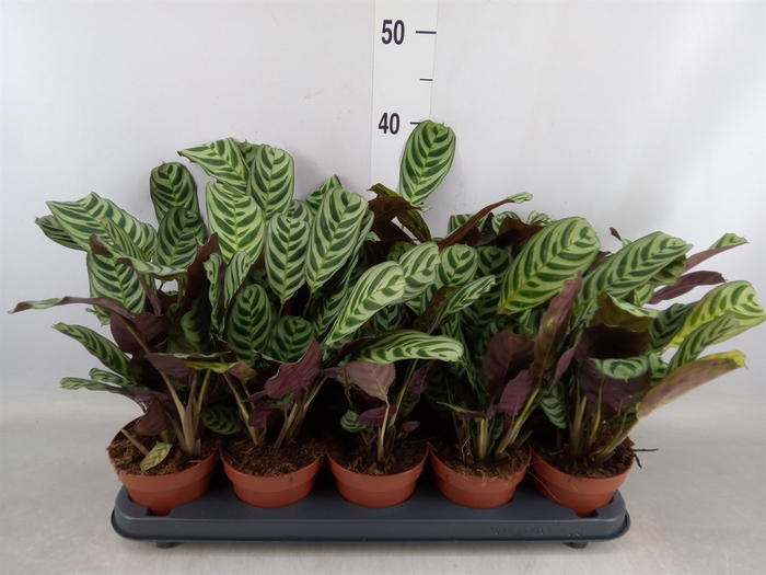 <h4>Ctenanthe burle-marxii</h4>