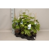 Druif, Vitis boskoop Glory 15cm