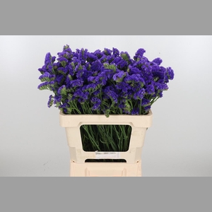 Limonium Crystal Dark Blue