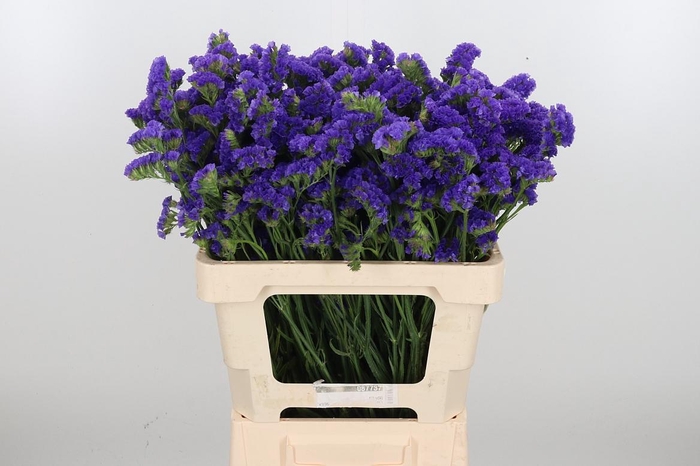 <h4>Limonium Crystal Dark Blue</h4>