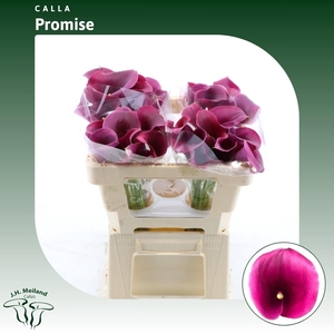 Calla Promise