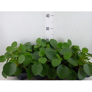 Pilea peperomioides