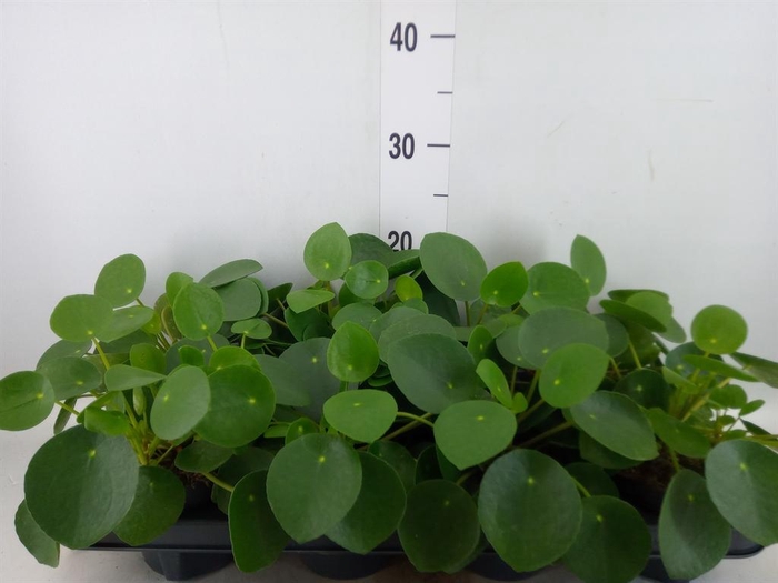 <h4>Pilea peperomioides</h4>