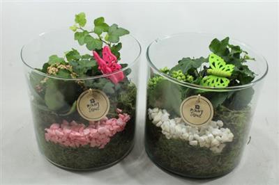 <h4>4477 CILINDERBREED RO/WIT</h4>