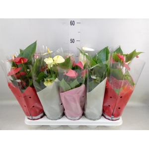 Anthurium   ...mix 4