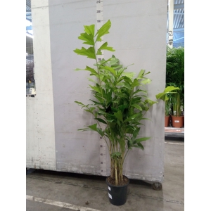 Caryota mitis